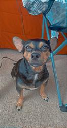 Lost Female Dog last seen Near latitude lane, Newport News, VA 23601