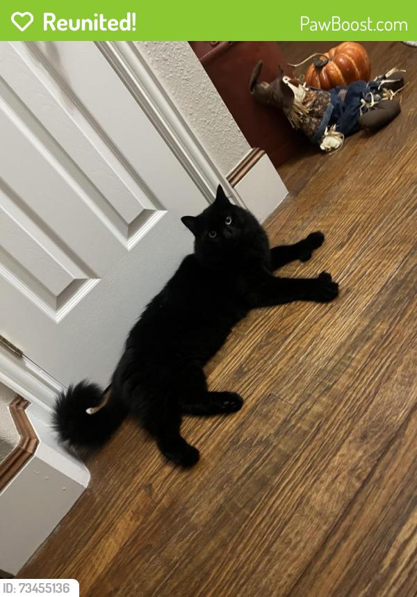 Reunited Male Cat last seen Rowlett dump, Wylie, TX 75098