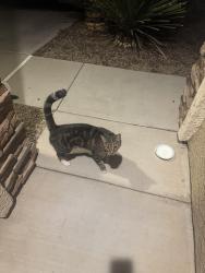 Found/Stray Unknown Cat last seen La estancia, Tucson, AZ 85756