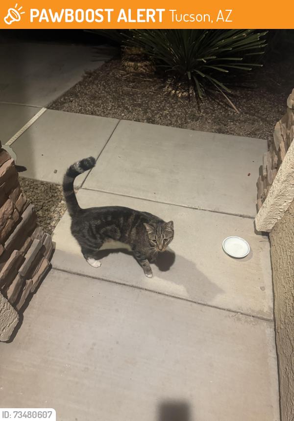 Found/Stray Unknown Cat last seen La estancia, Tucson, AZ 85756