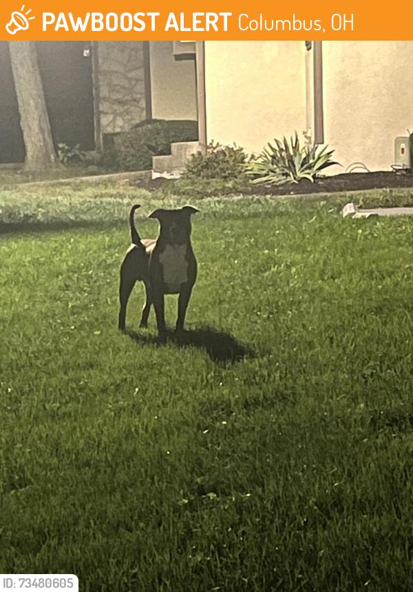 Found/Stray Unknown Dog last seen Woodingham place, Columbus, Columbus, OH 43213