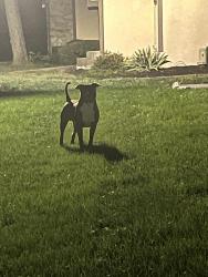 Found/Stray Unknown Dog last seen Woodingham place, Columbus, Columbus, OH 43213