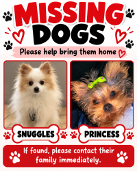 Lost Male Dog last seen Drifter street, Cross Roads, TX 76227