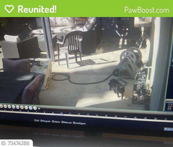 Reunited Unknown Cat last seen La Paz, Mission Viejo, CA 92691