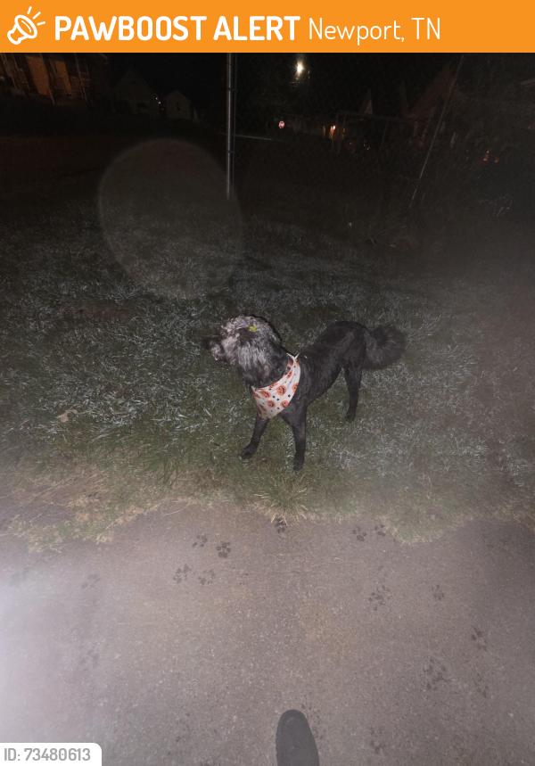 Found/Stray Male Dog last seen Newport grammar school, Newport, TN 37821
