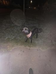 Found/Stray Male Dog last seen Newport grammar school, Newport, TN 37821
