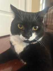 Lost Female Cat last seen Fraser Heights, Surrey, BC 