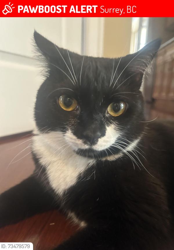 Lost Female Cat last seen Fraser Heights, Surrey, BC 