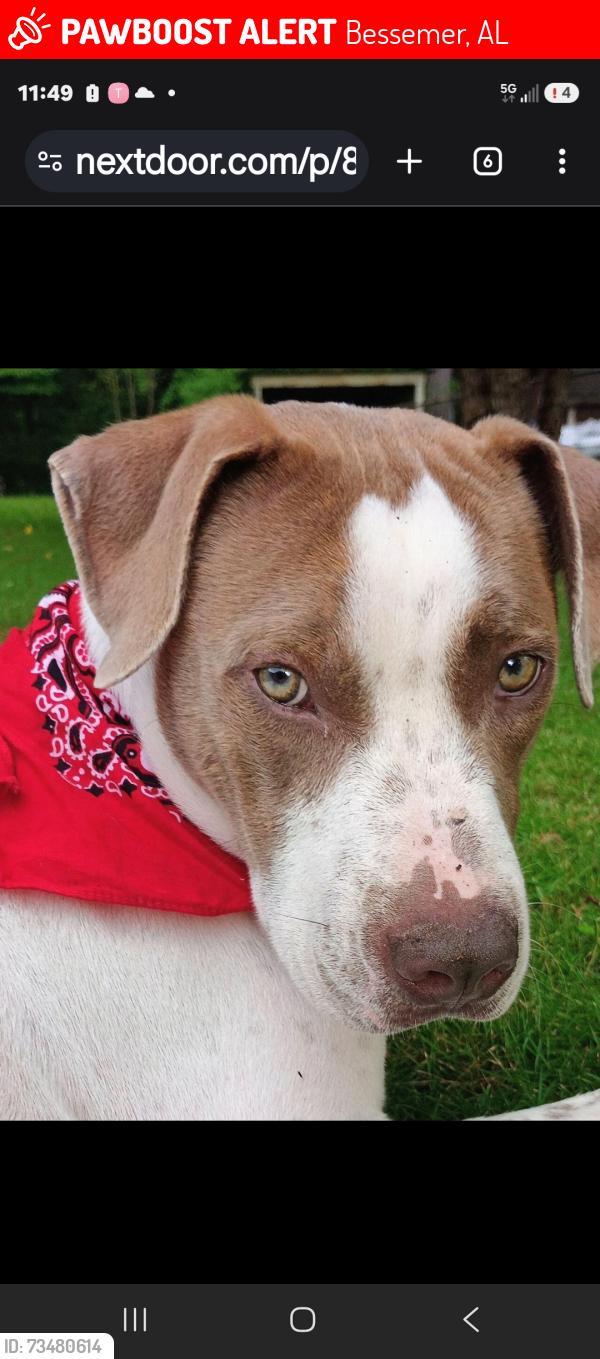 Lost Male Dog last seen Near Old Railroad Road, Bessemer, AL 35022