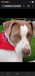 Lost Male Dog last seen Near Old Railroad Road, Bessemer, AL 35022