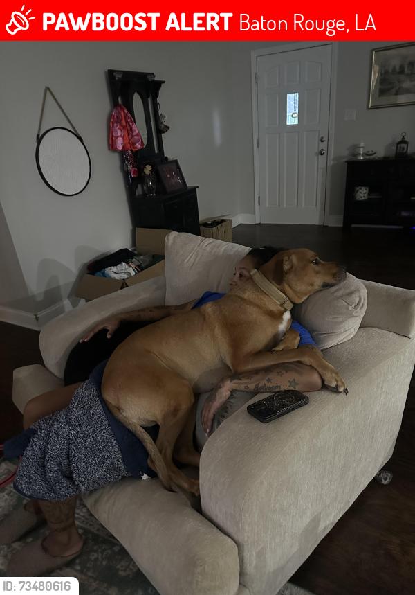 Lost Male Dog last seen Near Shenandoah elementary school, Baton Rouge, LA 70817