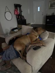 Lost Male Dog last seen Near Shenandoah elementary school, Baton Rouge, LA 70817