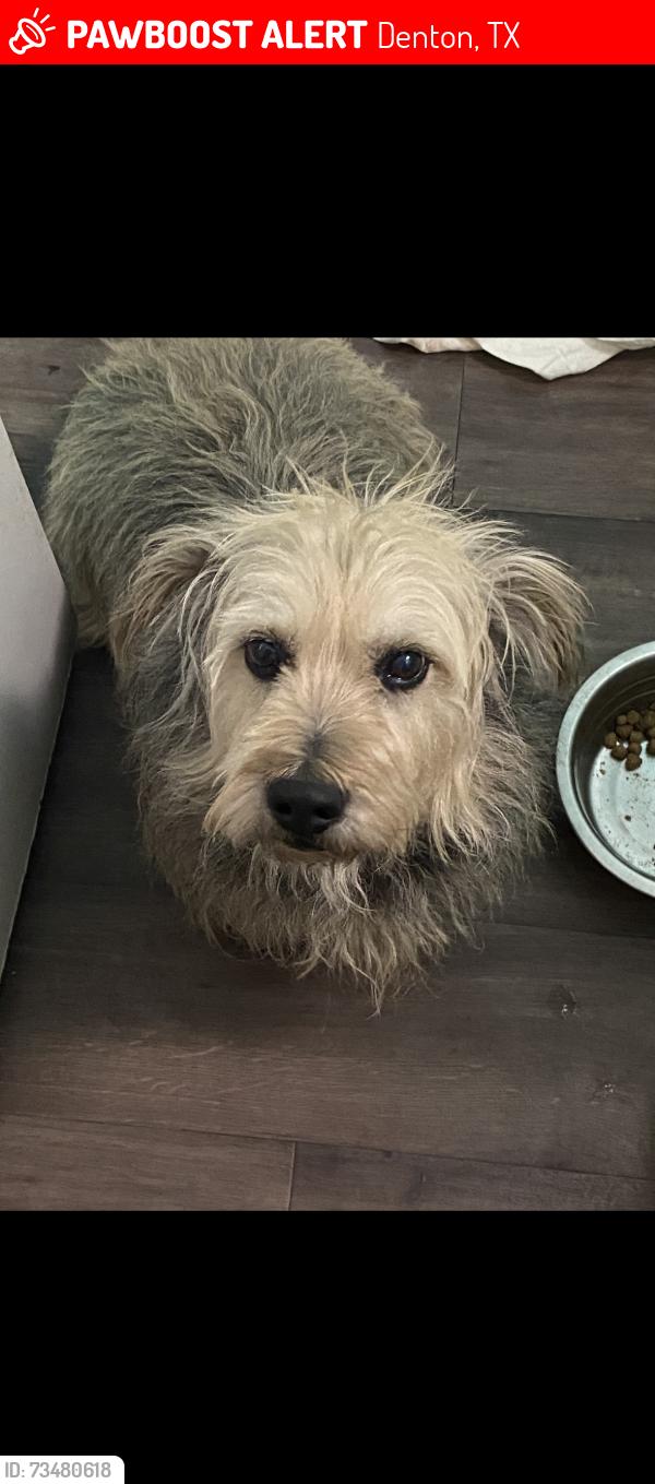 Lost Male Dog last seen Near noble street, Denton, TX 76209