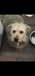 Lost Male Dog last seen Near noble street, Denton, TX 76209