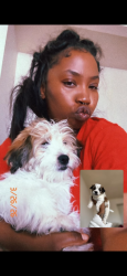 Lost Male Dog last seen 131st and shoup, Del Aire, CA 90250