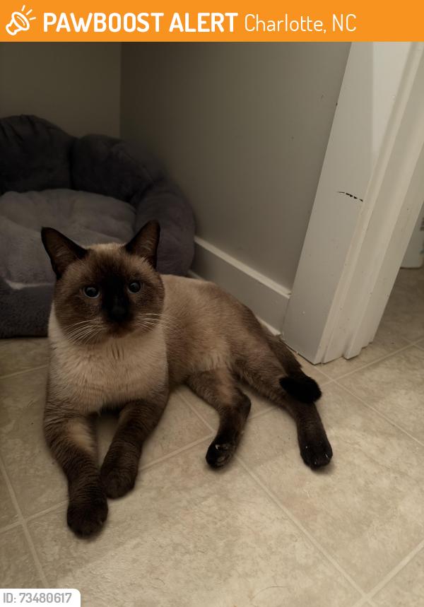 Found/Stray Male Cat last seen Nearest intersection: Gibbon Rd and Christenbury Rd, Charlotte, NC 28269