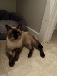 Found/Stray Male Cat last seen Nearest intersection: Gibbon Rd and Christenbury Rd, Charlotte, NC 28269