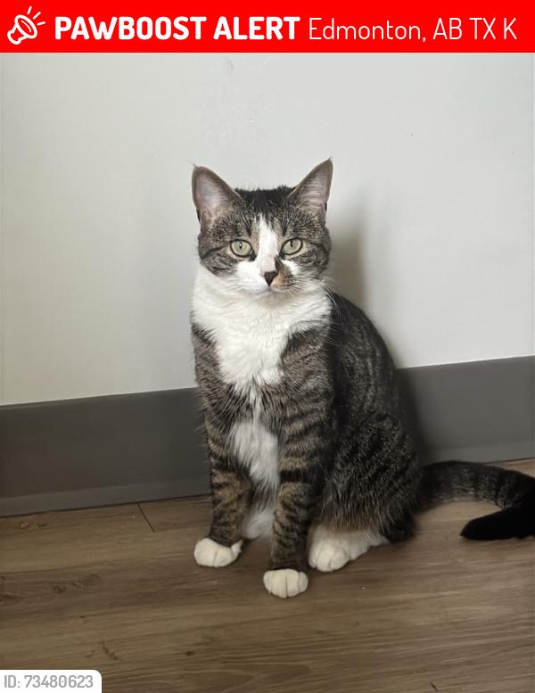 Lost Female Cat last seen Near 140 ave, Edmonton, AB T5X 5K4