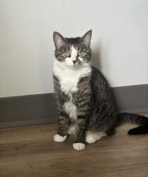 Lost Female Cat last seen Near 140 ave, Edmonton, AB T5X 5K4