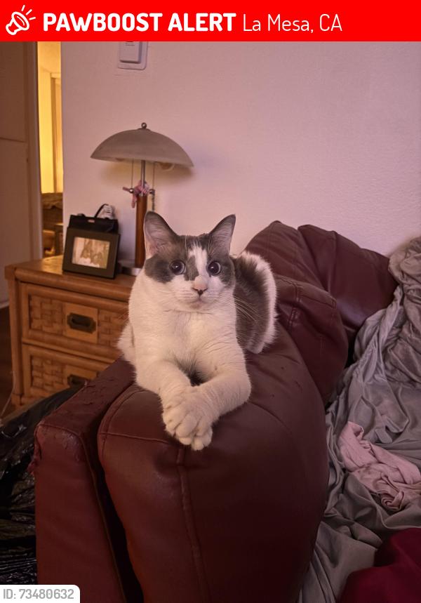 Lost Female Cat last seen Parkway drive, La Mesa, CA 91942