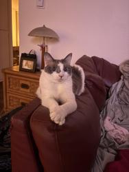 Lost Female Cat last seen Parkway drive, La Mesa, CA 91942