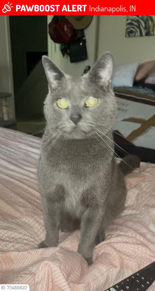Lost Male Cat last seen Croft ct, Indianapolis, IN 46222