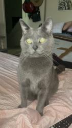 Lost Male Cat last seen Croft ct, Indianapolis, IN 46222