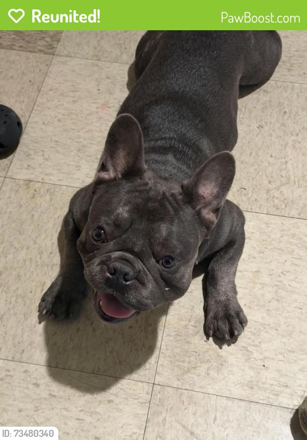 Reunited Male Dog last seen Dorsey Way, Laurel and Arrow, Fontana, CA 92335