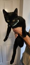 Found/Stray Male Cat last seen Penny Farthing pub, West Midlands, England 