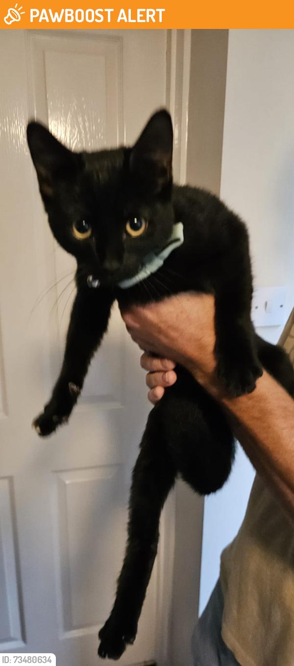 Found/Stray Male Cat last seen Penny Farthing pub, West Midlands, England 
