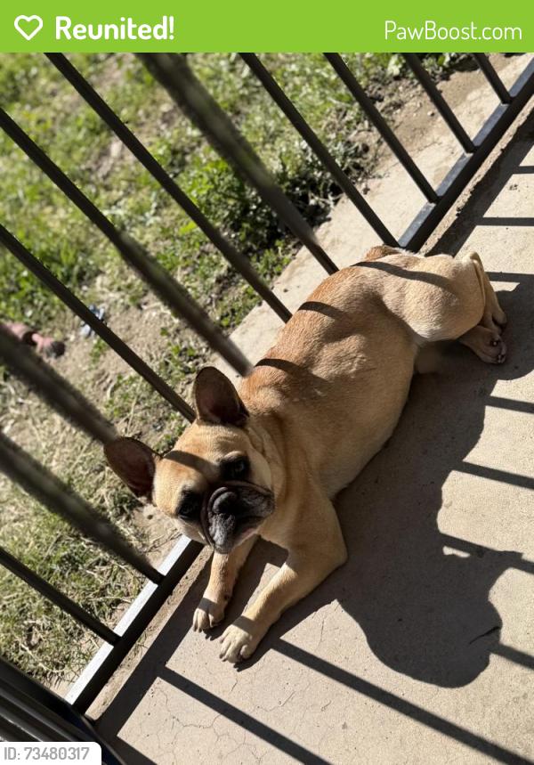 Reunited Female Dog last seen Laurel and Arrow, Fontana, CA 92335