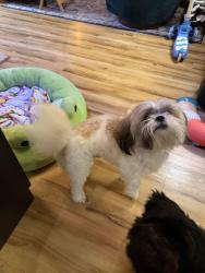 Lost Male Dog last seen Shell Gas Station, Leander, TX 78641