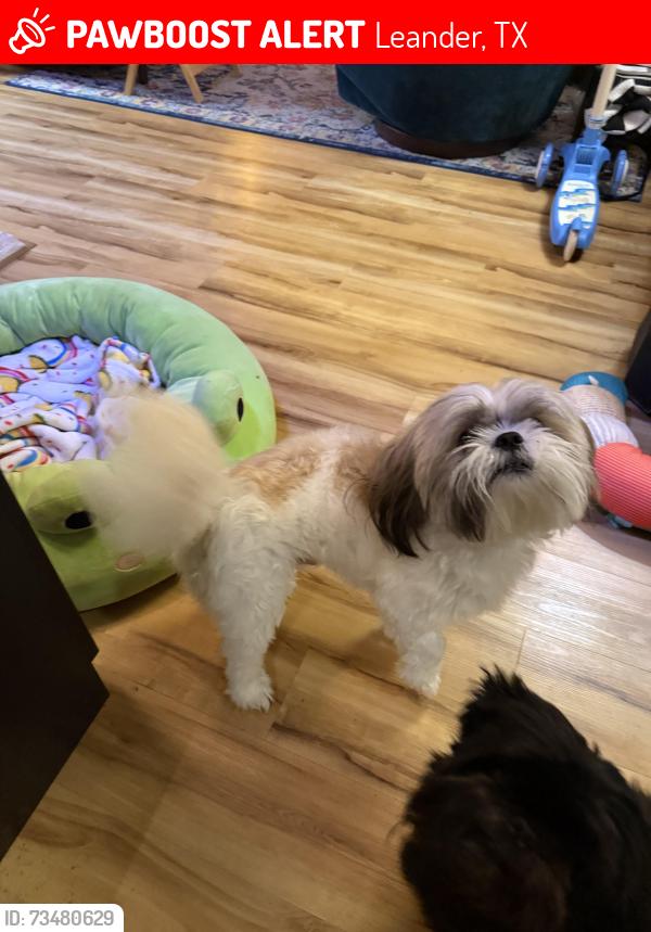Lost Male Dog last seen Shell Gas Station, Leander, TX 78641