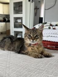 Reunited Female Cat last seen Elm St between Oleander and Acacia, Compton, CA 90220