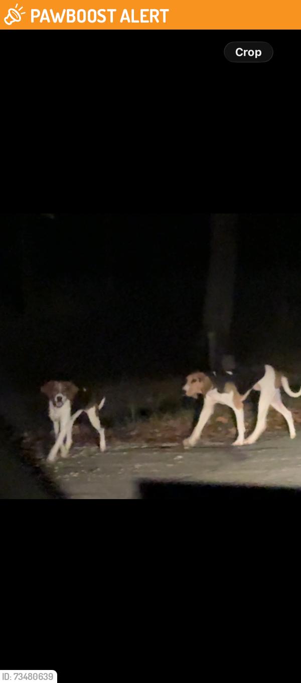 Found/Stray Male Dog last seen Right by Engleman ct, Spotsylvania County, VA 22551