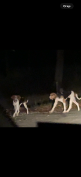 Found/Stray Male Dog last seen Right by Engleman ct, Spotsylvania County, VA 22551
