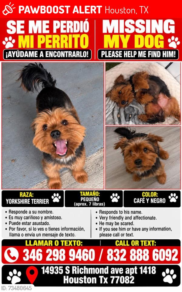 Lost Male Dog last seen Near pavilion point United States, Houston, TX 77083