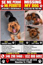 Lost Male Dog last seen Near pavilion point United States, Houston, TX 77083