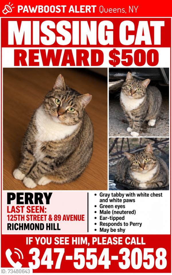 Lost Male Cat last seen 89th avenue and 125th street, Queens, NY 11418
