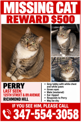 Lost Male Cat last seen 89th avenue and 125th street, Queens, NY 11418