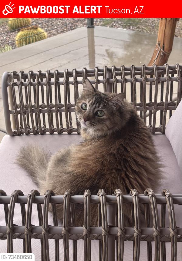 Lost Female Cat last seen River and swan, Tucson, AZ 85718