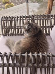 Lost Female Cat last seen River and swan, Tucson, AZ 85718
