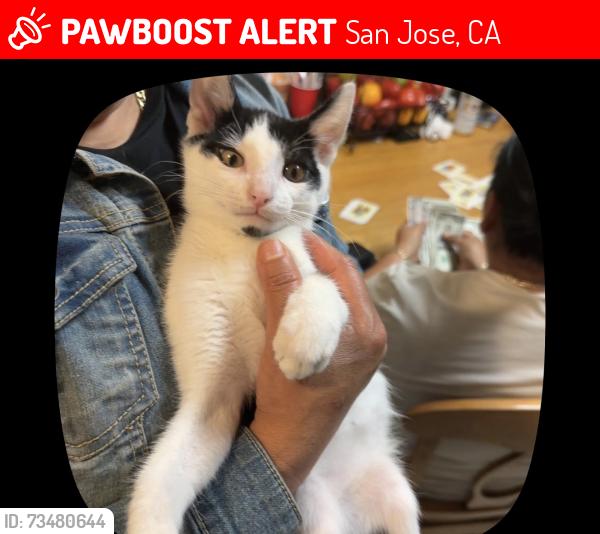 Lost Male Cat last seen McKee and white, San Jose, CA 95127