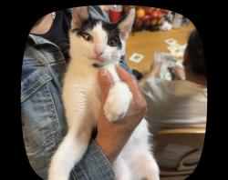 Lost Male Cat last seen McKee and white, San Jose, CA 95127