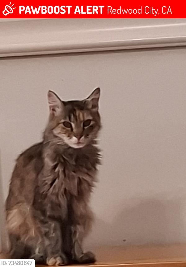 Lost Female Cat last seen Redwood ave, Redwood City, CA 94061