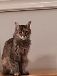 Lost Female Cat last seen Redwood ave, Redwood City, CA 94061