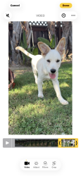 Lost Female Dog last seen Milton avenue, San Diego, CA 92110