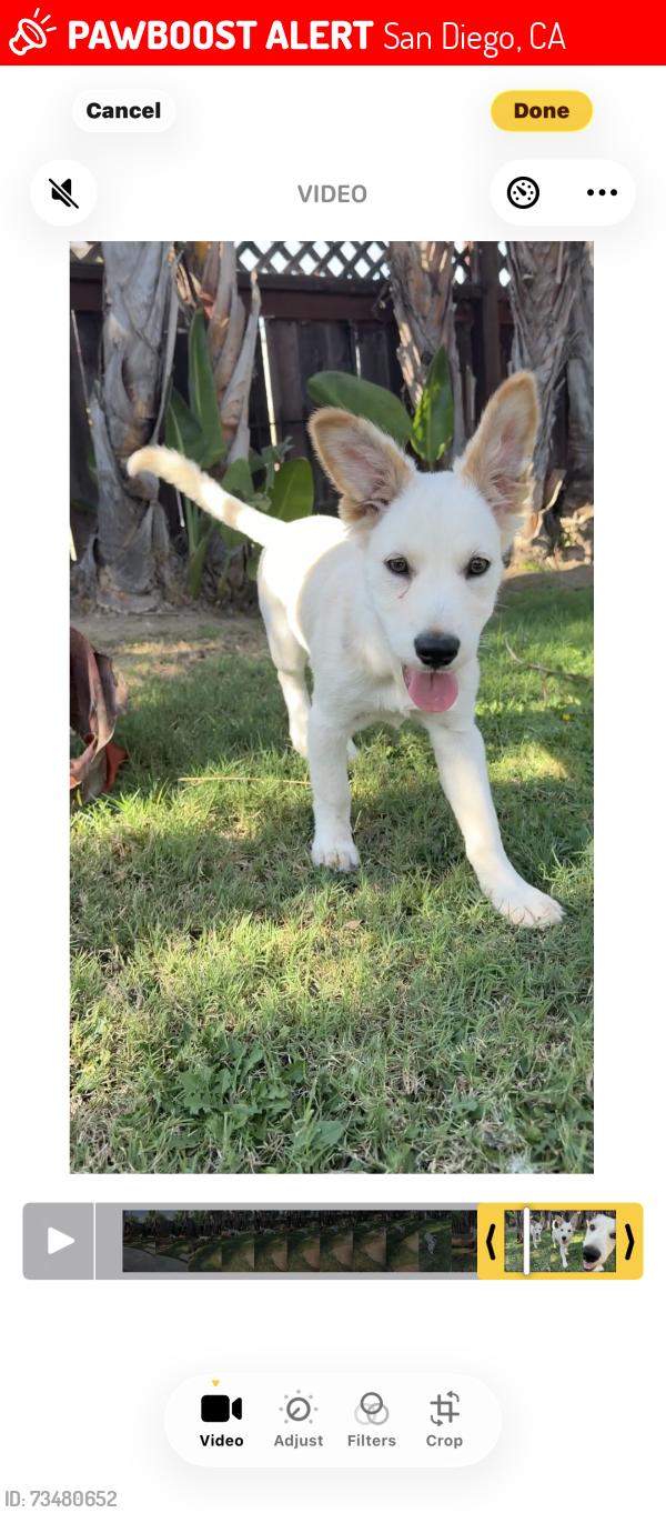 Lost Female Dog last seen Milton avenue, San Diego, CA 92110