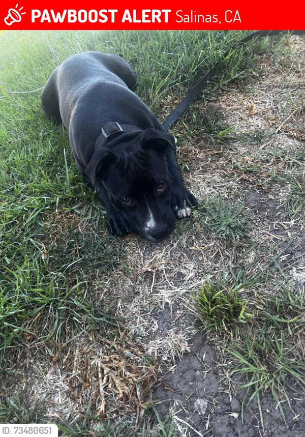 Lost Male Dog last seen Meadow dr and john st salinas ca, Salinas, CA 93905