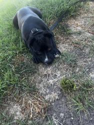 Lost Male Dog last seen Meadow dr and john st salinas ca, Salinas, CA 93905